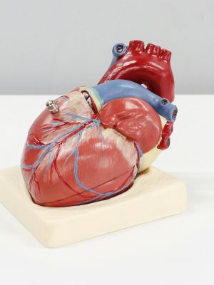 Kardiološki pregled