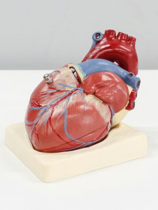 Kardiološki pregled sa EKG-om